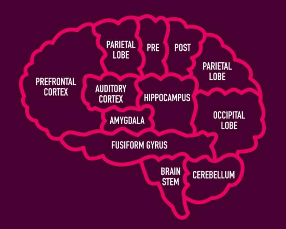 Amygdala