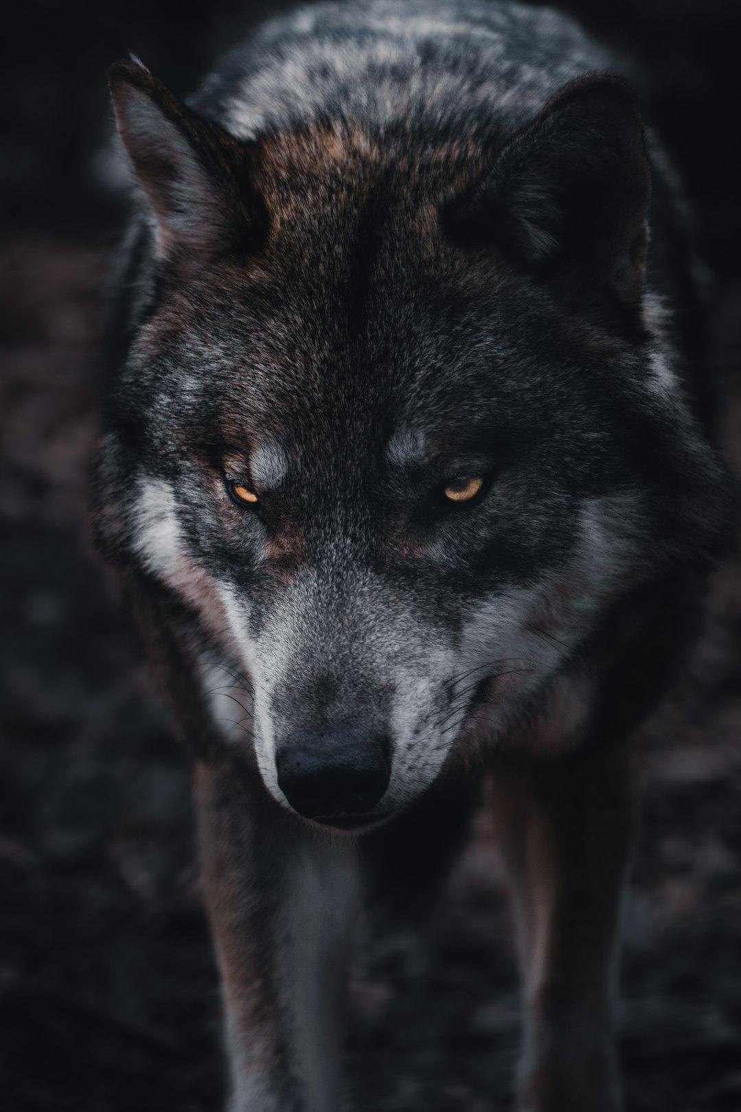The lessons from a wolf