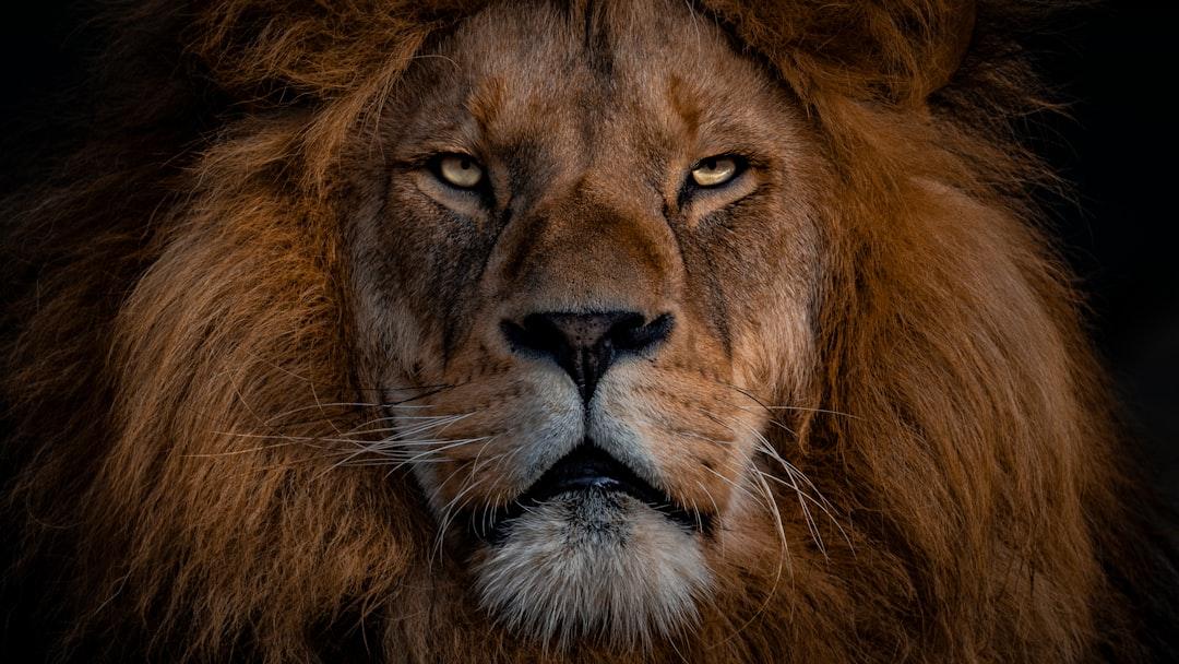 The lessons from a Lion