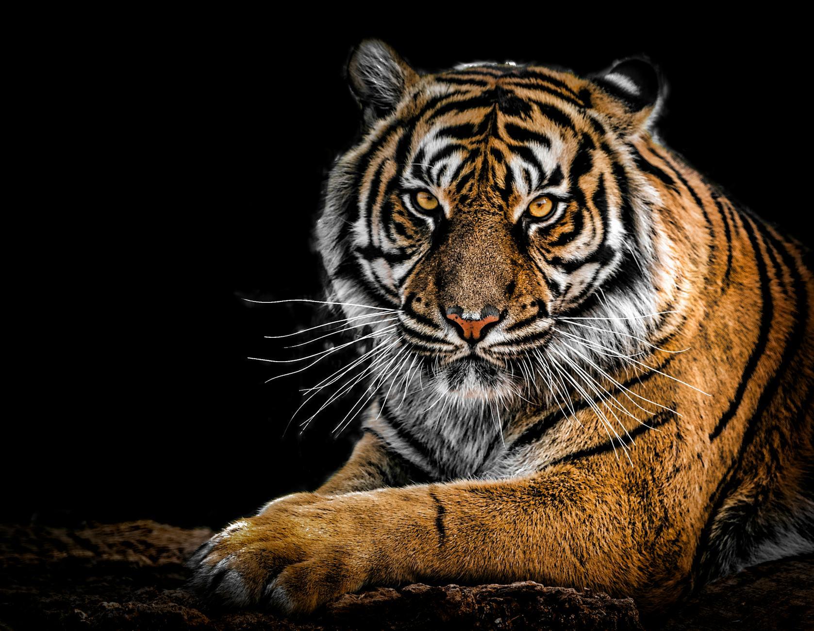 The lessons from a Tiger