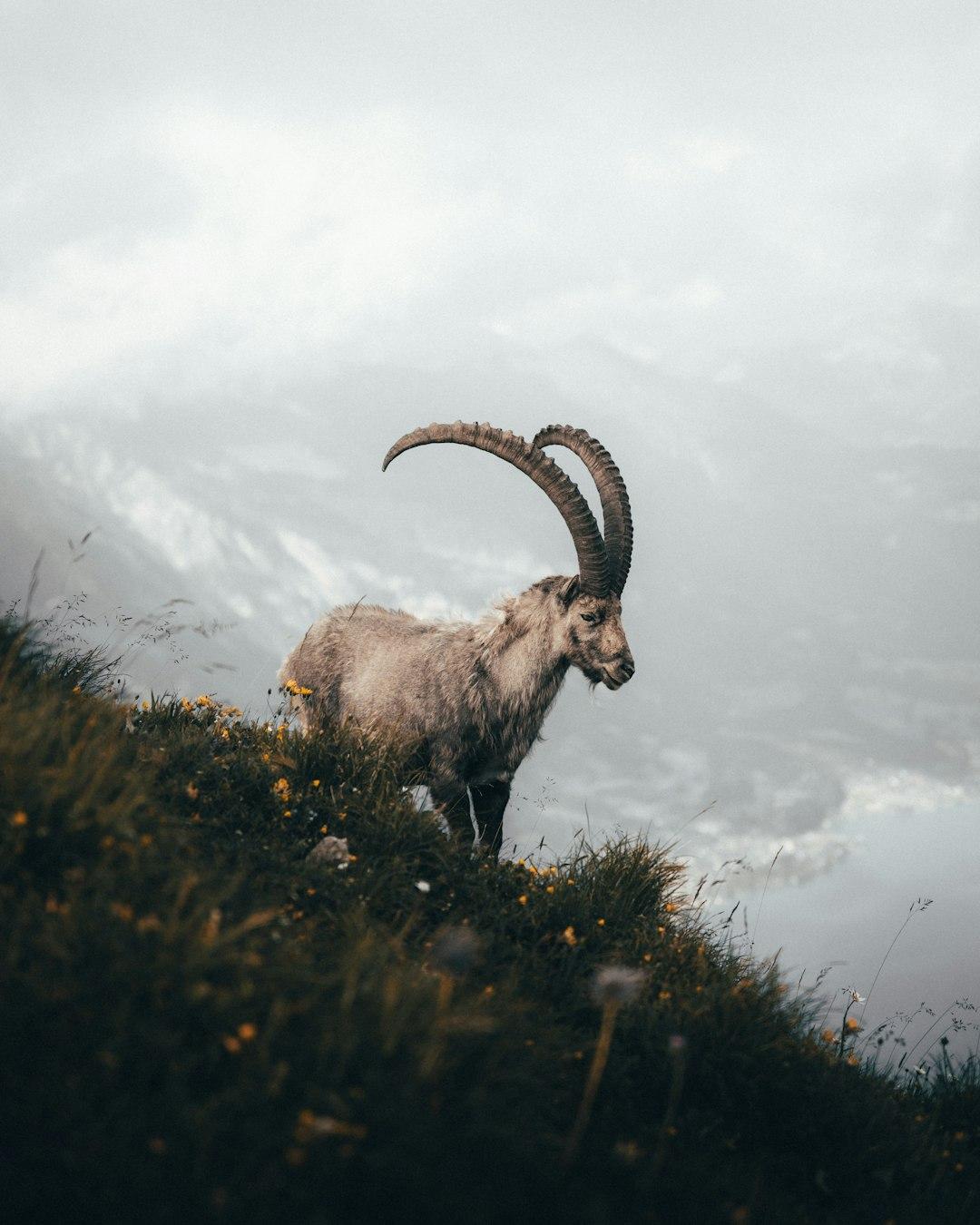The lessons from a Goat