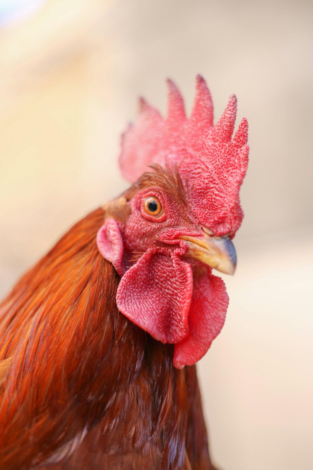 The lesson from a Rooster