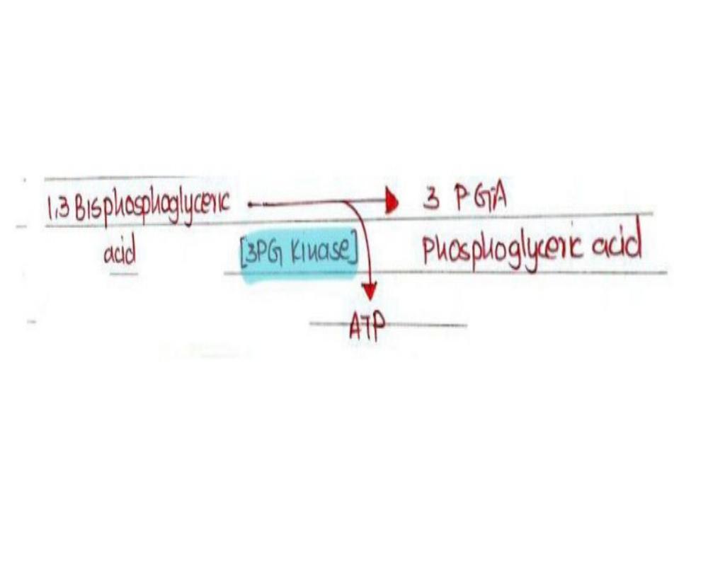 7. Substrate Level Phosphorylation In 1, 3BPG