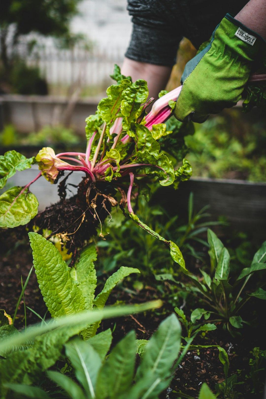 Organic & GMO Facts